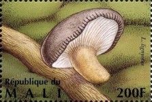 Sooty Milk Cap (Lactarius lignyotus)