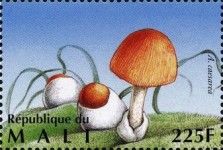 Caesar's Mushroom (Amanita caesarea)