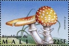 Fly Agaric (Amanita muscaria)