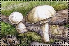 European Solitary Lepidella (Amanita solitaria)