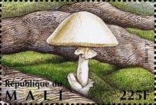 Fool's Mushroom (Amanita verna)