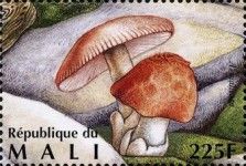 Hammered Ringless Amanita (Amanita malleata)