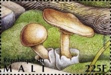 Death Cap (Amanita phalloides)