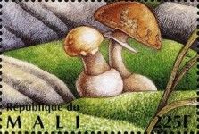 False Death Cap (Amanita citrina)