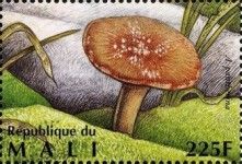 Panther Cap (Amanita pantherina)