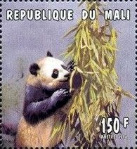 Giant Panda (Ailuropoda melanoleuca)