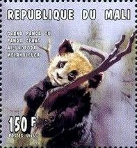 Giant Panda (Ailuropoda melanoleuca)