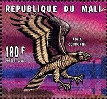 Crowned Eagle (Stephanoaetus coronatus)