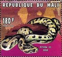 African Rock Python (Python sebae)