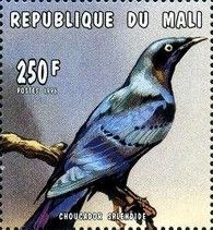 Splendid Starling (Lamprotornis splendidus)