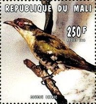 Dideric Cuckoo (Chrysococcyx caprius)