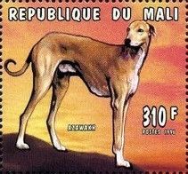 Azawakh (Canis lupus familiaris)