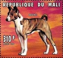 Brindle Basenji (Canis lupus familiaris)