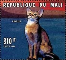 Abyssinian (Felis silvestris catus)