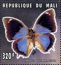 Large Blue Emperor (Charaxes bohemani)