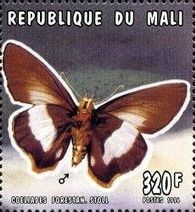 Striped Policeman (Coeliades forestan)