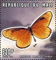 Marshall's False Monarch (Mimacraea marshalli)
