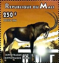 Sable Antelope (Hippotragus niger)