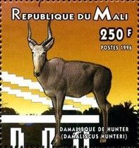 Hirola (Beatragus hunteri)
