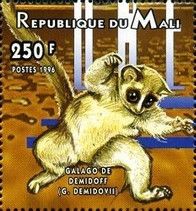 Demidoff's Dwarf Galago (Galagoides demidovii)