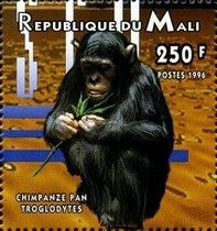 Chimpanzee (Pan troglodytes)