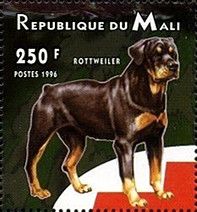Rottweiler (Canis lupus familiaris)
