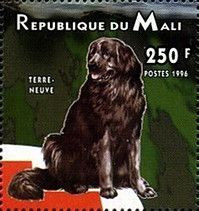Newfoundland Dog (Canis lupus familiaris)