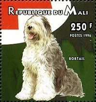 Old English Sheepdog/Bobtail (Canis lupus familiaris)