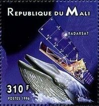 Satellite Radarsat, Blue Whale (Balaenoptera musculus)