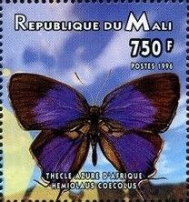 Azure Hairstreak (Hemiolaus coecolus)