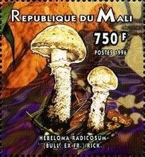 Rooting Poison Pie (Hebeloma radicosum)