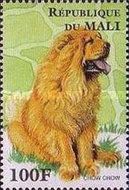 Chow Chow