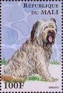 Briard