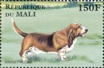 Basset Hound