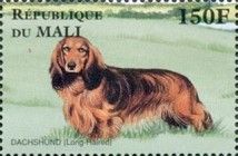 Daschshund (Long Haired)