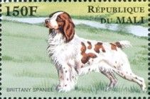 Britanny Spaniel