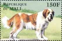 Saint Bernard