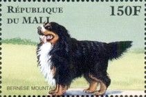 Bernese Mountain