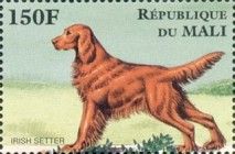 Irish Setter