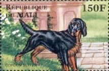 Gordon Setter