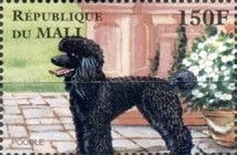 Poodle