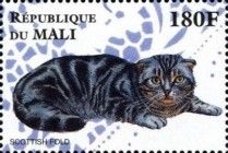 Scottish Fold