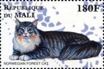 Norwegian Forest