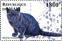 British Short Hair