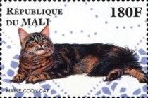 Maine Coon