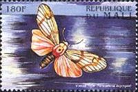 Hampson's Veined Tiger (Teracotona euprepia)
