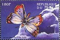 Common Opal (Poecilmitis thysbe)