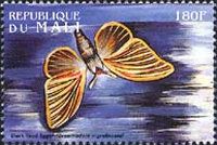 Black-lined Eggar (Grammodora nigrolineata)