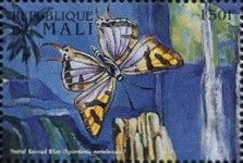 Natal Barred Blue (Spindasis natalensis)