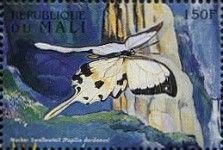Papilio dardanus